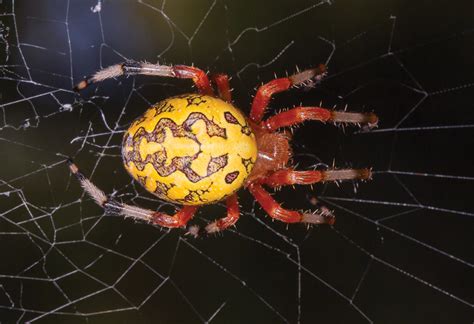 The Pumpkin Spider The Marbled Orb Weaver Walter Magazine