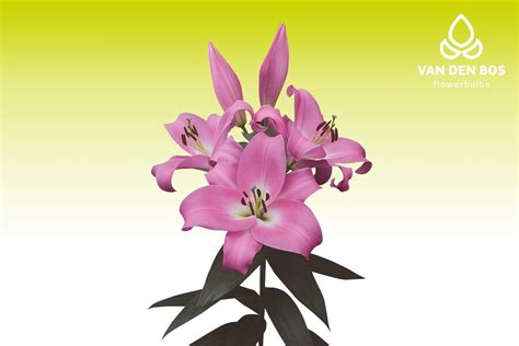 Tabledance® (O.T.) - Lily - Van den Bos Flowerbulbs