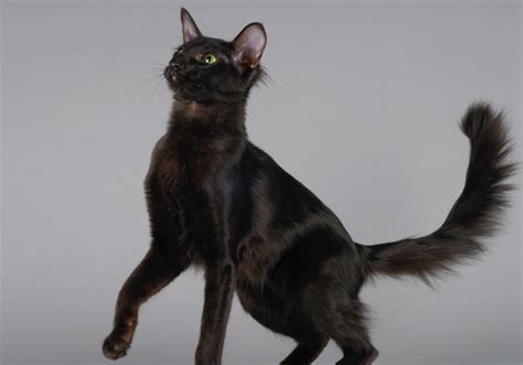 Oriental Longhair Cat Breed: Info, Pictures, Temperament & More - Catster