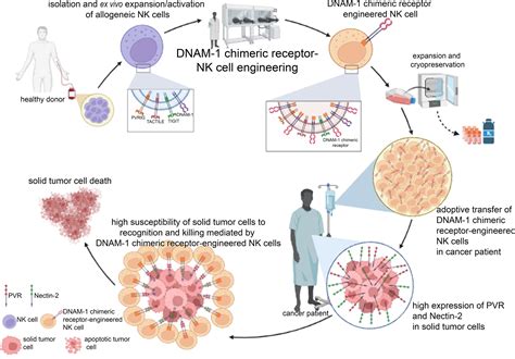 Frontiers DNAM 1 Chimeric Receptor Engineered NK Cells A New