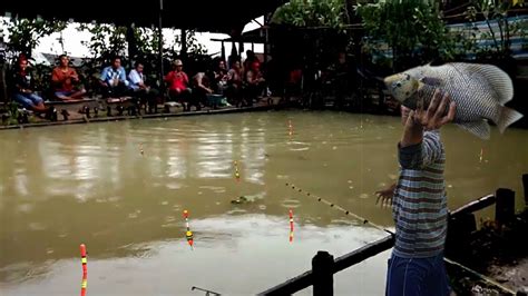 Mancing Ikan Gurame Di Kolam Wah Nilai Ikan Gurame Naik Bro YouTube