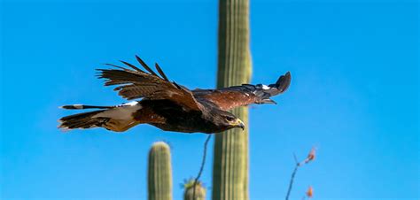 Raptor Free Flights At The Arizona Sonora Desert Museum