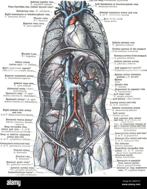 The Anatomy Of Aorta And Vena Cava On A White Background Stock Photo