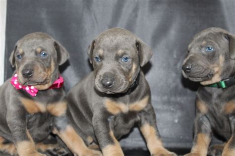 Doberman Pinscher Puppies For Sale San Francisco Ca