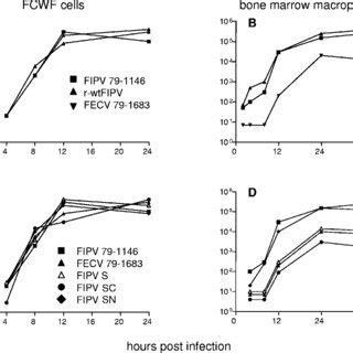 Growth Of Fipv Fecv And Recombinant Viruses In Fcwf