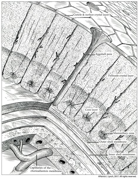 egg-shell-structure-cropped – Patrick Lynch