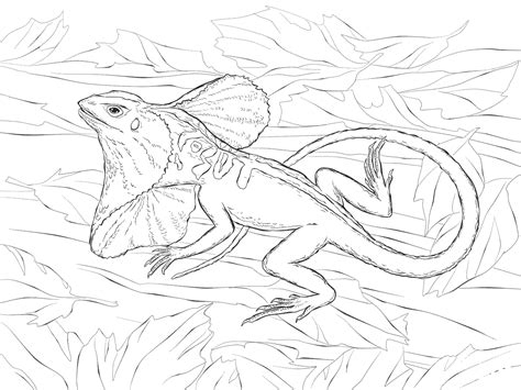 Realistic Frill Necked Lizard Coloring Page Colouringpages