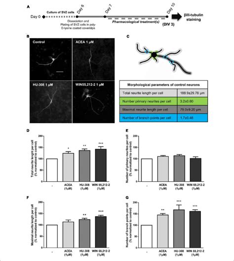 CB 1 R And CB 2 R Activation Induce Neuronal Maturation Of SVZ