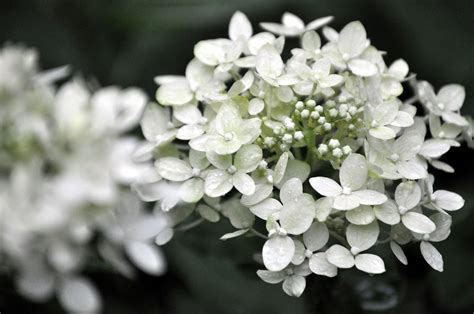 Hortensia Bruiloft Bloem Gratis Foto Op Pixabay Pixabay