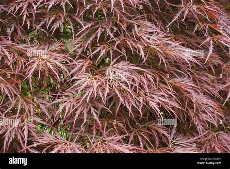 Acer Palmatum Dissectum Atropurpureum Immagini E Fotografie Stock Ad