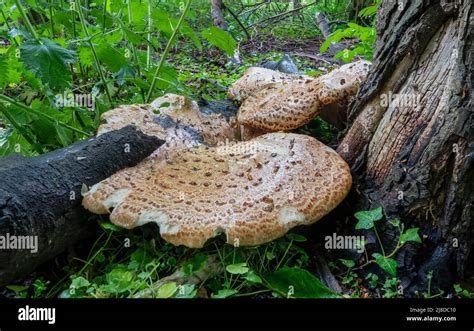 Primer Plano De Cerioporus Polyporus Squamosus Es Un Hongo De Soporte