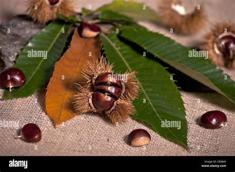 Chestnut Tree Fruit Hi Res Stock Photography And Images Alamy