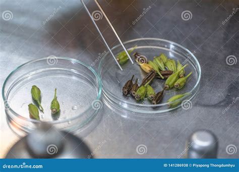 Plant Tissue Culture Techniques in Laboratory. Stock Photo - Image of ...