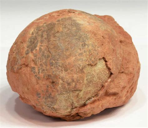 FOSSILIZED DINOSAUR EGG