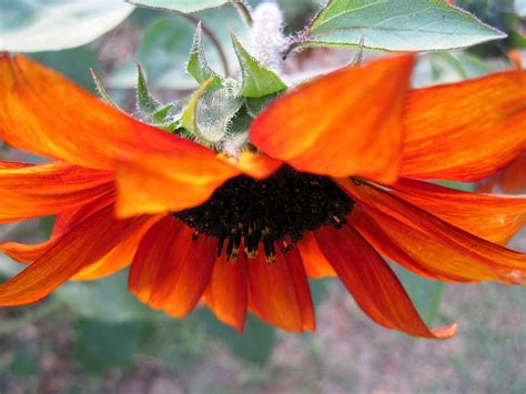 Hd Wallpaper Flower Bloom Down Petals Facing Down Orange Red