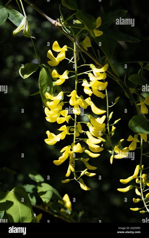 Common Laburnum Tree Flowers Laburnum Anagyroides Aka Golden Chain