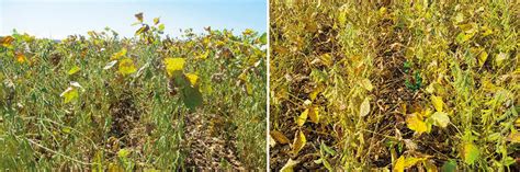 How To Be Successful In Managing Diseases In The Soybean Crop Revista