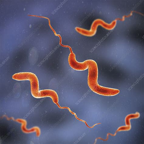 Campylobacter Bacteria Illustration Stock Image F