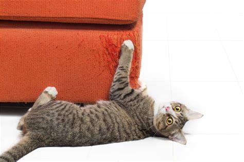 Train Your Cat Not to Scratch The Couch - PrettyLitter