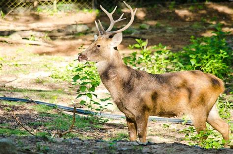 Elds Deer Hunting 60 Species To Hunt Ox Ranch 18k Acres In Texas