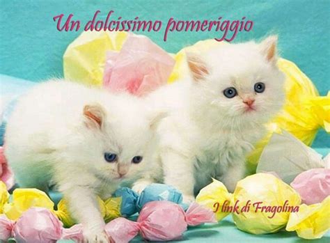 Afternoon Gattini Gatti Buon Pomeriggio