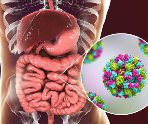 La Microbiota Intestinal Y El Sistema Inmune