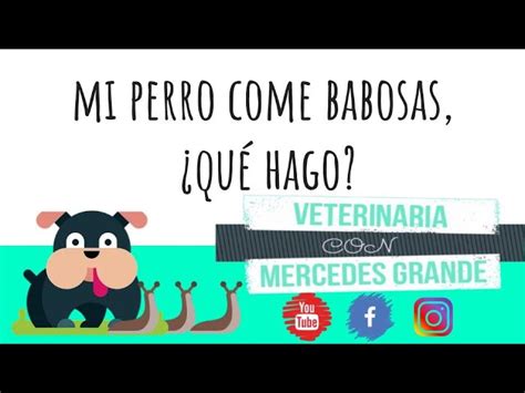 Qu Hacer Si Mi Perro Ingiere Caracoles Riesgos Y Medidas De Prevenci N