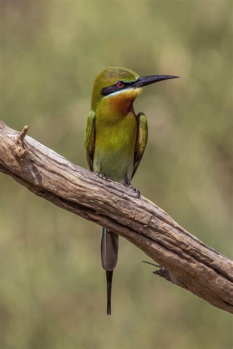 51 Common Philippines Birds The Worlds Rarest Birds