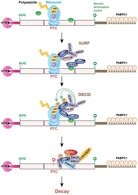 Genes Free Full Text Nonsense Mediated Mrna Decay As A Mediator Of