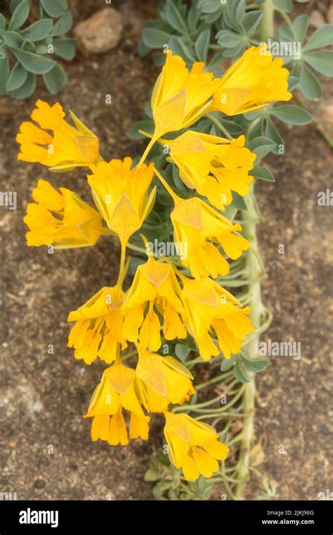 Prolific Tropaeolum Polyphyllum Yellow Larks Heels Interesting