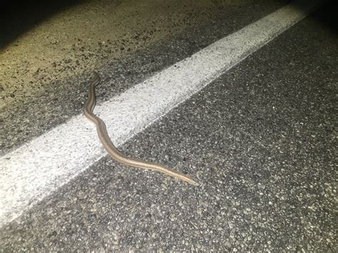 Coastal Rosy Boa From San Bernardino County Ca Usa On May At