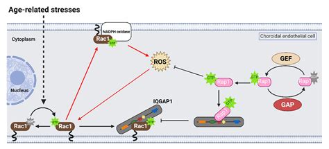 Cells Free Full Text Regulation Of Rac1 Activation In Choroidal