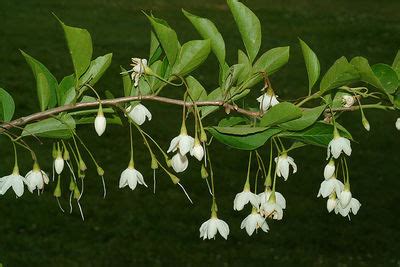 Styracaceae Dc Spreng Plants Of The World Online Kew Science