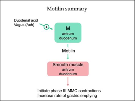 Gi Motility Secretion Digestion Absorption Pathology Flashcards