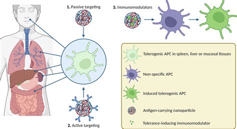 Frontiers Nanoparticles For Inducing Antigen Specific T Cell