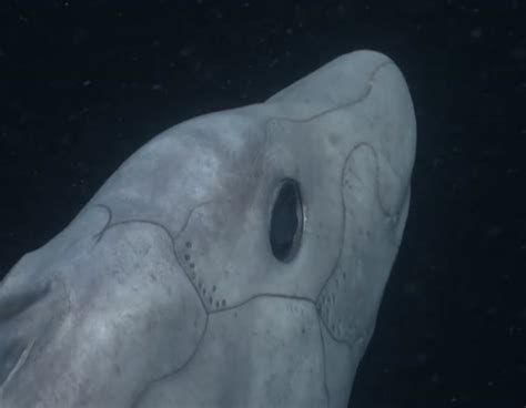 First Footage Of Rare Deep Sea Ghost Shark