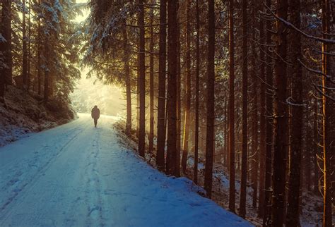 Free Images Landscape Tree Nature Forest Path Wilderness Branch Snow Winter Light