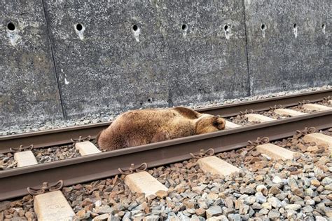 Fotos B R Im Salzburger Land Von Zug Erfasst Und Get Tet