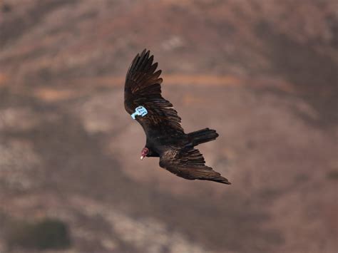 Turkey Vulture Golden Gate National Parks Conservancy