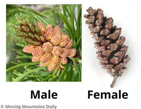 Gymnosperm Cone Male Vs Female