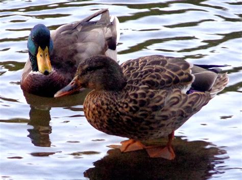 Mallard Drake and Hen Photograph by Joseph Skompski - Pixels