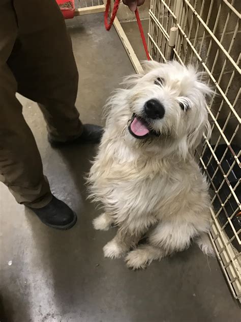 The Humane Society of DSC Second Chance Animal Shelter | Hereford TX