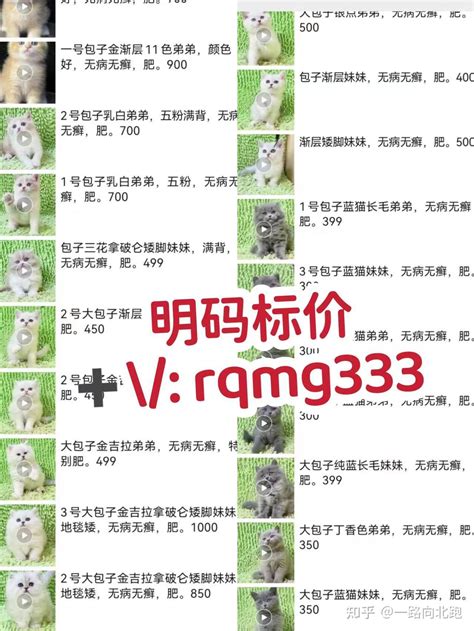 宠物猫大全，宠物猫性格及价格 知乎