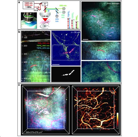 Deep Tissue Tsfg Imaging In Live Adult Zebrafish Brain A Tsfg