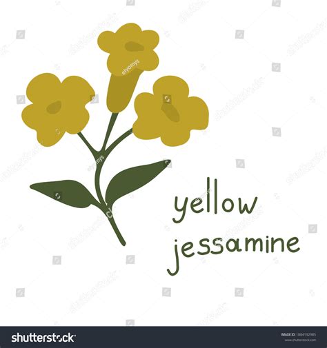 Yellow Jessamine Over 37 Royalty Free Licensable Stock Vectors