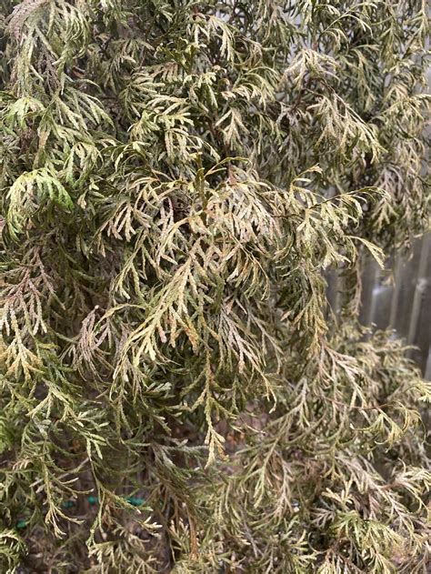 Emerald green arborvitae disease or dying? in the Ask a Question forum ...