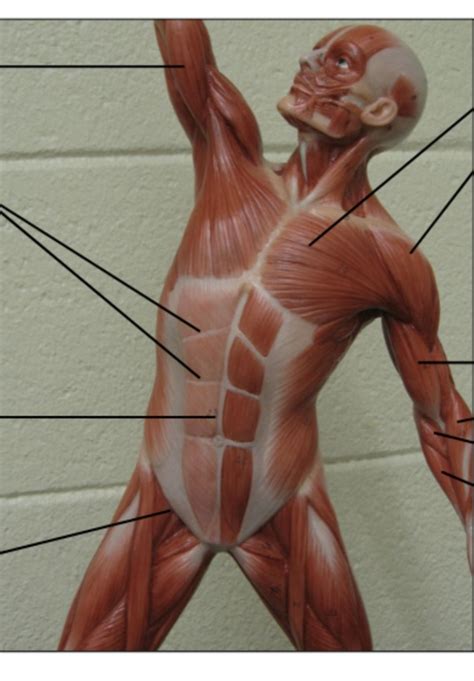 Muscles Of The Trunk Lab Midterm Diagram Quizlet