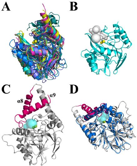 Structural Overlays Of PqsE Homologues Adopting The Metallo B