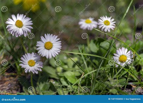 Flores Bonitas Selvagens Dos Perennis Do Bellis Na Flor Grupo De