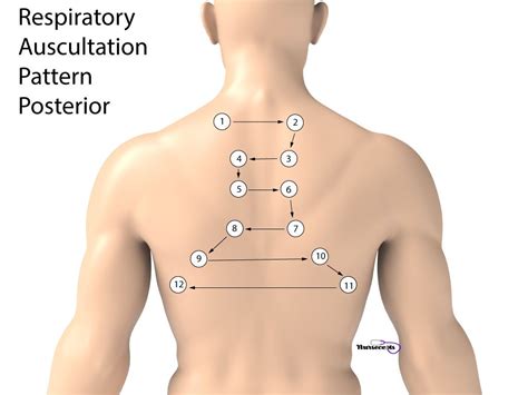 Nursing Health Assessment Of The Respiratory System Nursing School Prerequisites Online